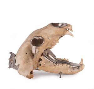 A silver mounted polar bear skull with gaping jaws. &diams;