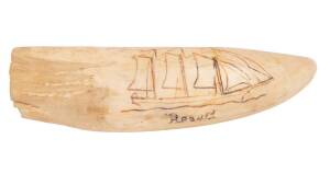 A scrimshaw whale's tooth with tall ship. 17cm. &diams;