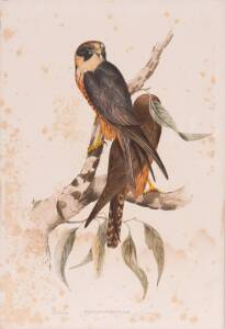 JOHN GOULD (1804-1881), Falco Frontatus (White Fronted Falcon), lithograph, 56 x 38 cm