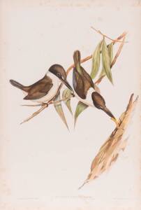 JOHN GOULD (1804-1881), Halcyon Sordidus (Sordid Halcyon), lithograph, 56 x 38 cm 