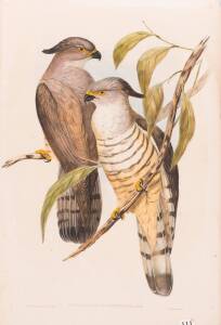 JOHN GOULD (1804-1881), Lepidogenys Subcristatus (Crested Hawk), lithograph, 56 x 38 cm