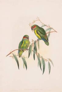 JOHN GOULD (1804-1881), Cyclopsitta Coxeni (Coxen’s Fig Parrot), lithograph, 52 x 35 cm