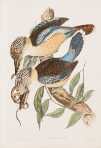 JOHN GOULD (1804-1881), Dacelo Cervina (Fawn-Breasted Kingfisher), lithograph, 54 x 36 cm