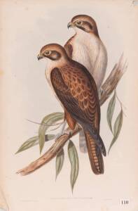 JOHN GOULD (1804-1881), Leracidea Occidentalis&nbsp;(Western Brown Hawk), lithograph, 56 x 38 cm