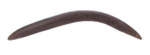 An Early Throwing Boomerang; South East Queensland (early nineteenth century), carved hardwood, 60 cm long.PROVENANCE: Surveryor operating in Southern Queensland (collected late 19th century). By descent Private Collection, United Kingdom 