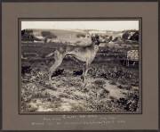 VICTORIAN WHIPPET RACING CLUB: Lovely group of historic photographs, most with captions, c1924-32, each 31x25cm. - 2