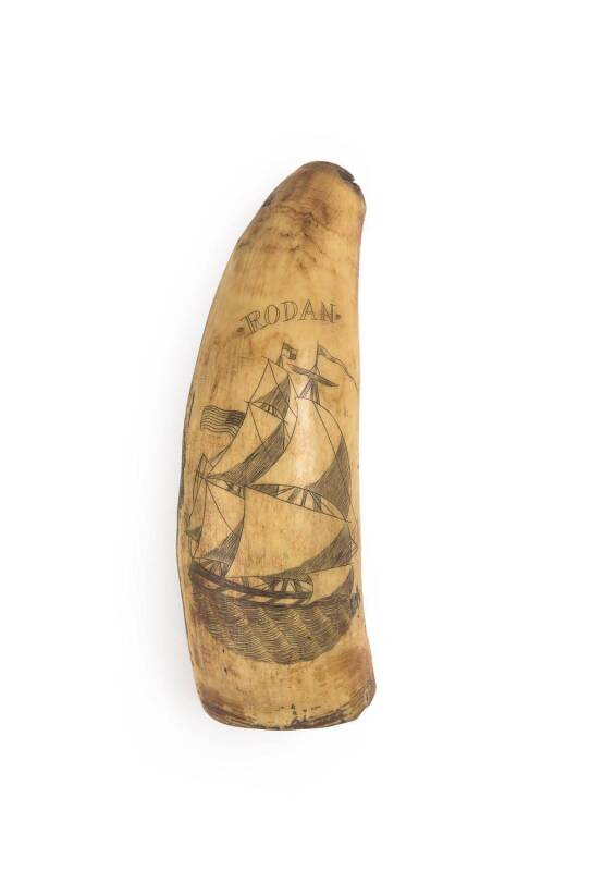 A scrimshaw whale's tooth titled "RODAN". 11cm