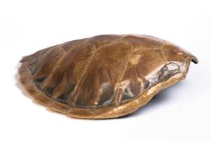 A sea turtle shell, early 20th century. 46 x 41cm