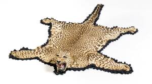 A leopard skin rug with taxidermy head (missing ears), felt backed, early 20th century. 184cm long, 125cm wide