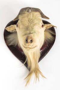 A taxidermy goats head, 20th century. 36cm high