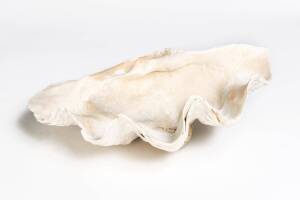 A giant clam shell, early 20th century. 48cm across