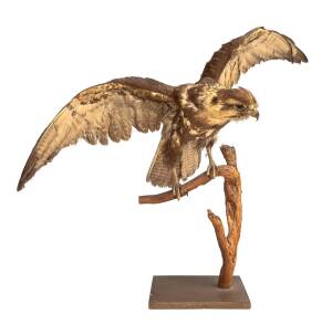 HAWTHORN: Taxidermy hawk, in wonderful pose on branch with wings extended, 56cm tall, 73cm wingspan.