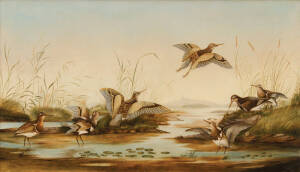 ARTIST UNKNOWN Snipe in a marsh