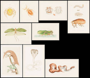 A collection of nine hand-coloured 19th century prints of insects, animals and reptiles