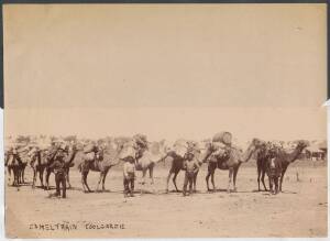 PHOTOGRAPH & PICTURE: Original albumen paper print "Camel Train Coolgardie" c1898, (19x14cm) showing eight camels laden with provisions, together with four men in the foreground (one Afghan) & Coolgardie township in background; also a composite image titl