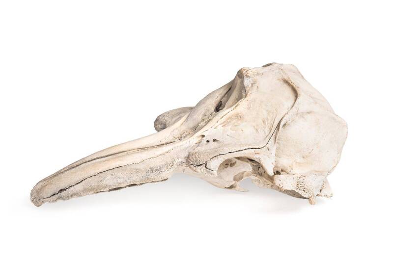 A whale's skull, early 20th century ♦