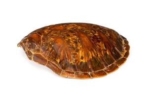 A sea turtle shell ♦