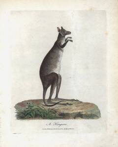 "A Kangaroo", Plate 54 from John White's "Journal of a voyage to New South Wales" [London, 1790]. 