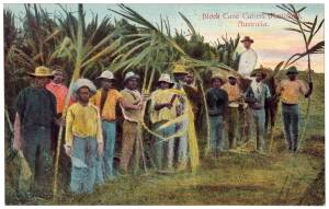 "The Bush Tucker Box, etc." Art Series Post Cards - No.151; 5 of 6 coloured real photo postcards in original printed envelope. Images include "Black Cane Cutters (Kanakas", "White Cane Cutters", "Native Belles, Fiji", etc.