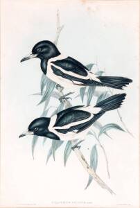 JOHN GOULD "Cracticus Picatuslithograph" lithograph