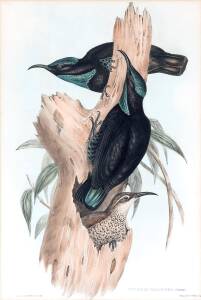 JOHN GOULD "Ptiloris Paradisea" lithograph