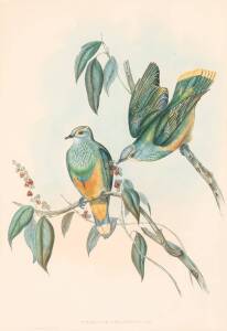 JOHN GOULD (1804-1881)Three hand coloured lithographs