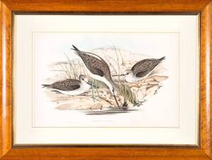 JOHN GOULD (1804-1881): "Glottis Glottoides" (Australian Greenshank), hand coloured lithographWith certificate of provenance 469