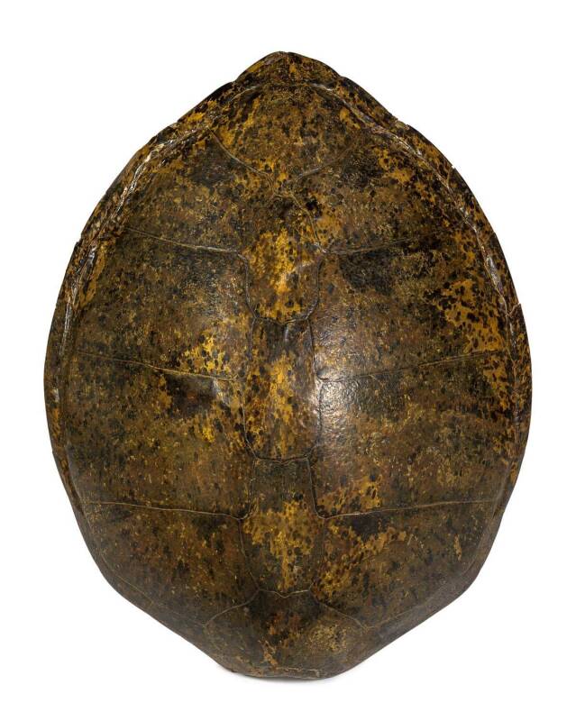 A sea turtle shell of generous proportions, 19th century