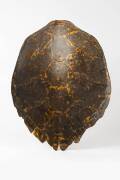 A sea turtle shell, early 20th century