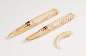 Whale's tooth and pair of Hippo tusks, early 20th century