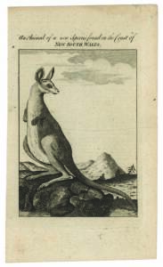 "An Animal of a new Species found on the Coast of New South Wales", engraving of a kangaroo (after George Stubbs) published in "The Gentleman's Magazine" [London, July 1773].