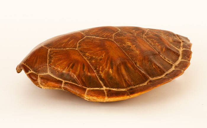 SEA TURTLE SHELL: Early 20th century. Lovely old patina. 42 x 35cm. Excellent condition