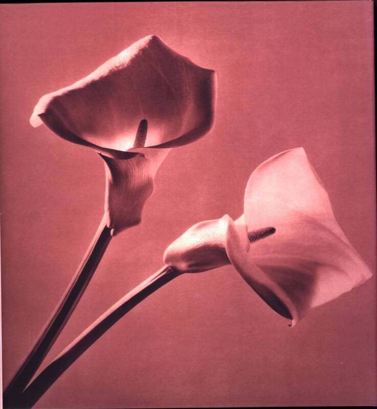 PHOTOGRAPHY: ROBERT MAPPLETHORPE