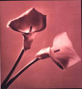 PHOTOGRAPHY: ROBERT MAPPLETHORPE