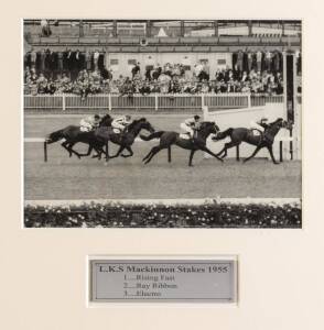 RISING FAST, original press photograph of Rising Fast winning the 1955 L.K.S.Mackinnon Stakes, window mounted, framed & glazed, overall 34x33cm.