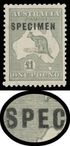 Kangaroos - 3rd Wmk - - Â£1 grey Type C with Shaved 'S' & Hooked 'C' BW #53xe from the lower-left of the forme with marginal watermark lines at left & base, well centred, unmounted, Cat $3750+ (mounted; unpriced unmounted). Ex Neil Russell. [Aubrey Pitt's