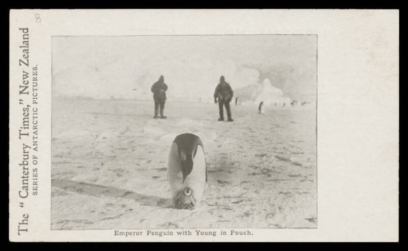 Antarctica - NEW ZEALAND: 1904 Canterbury Times Series Two (text on address side printed in green) "A Typical Antarctic Tabular Iceberg with Caves", "A White Giant Petrel", "Empreror Penguin Rookery...", "Emperor Penguin with Young in Pouch" and "Weddell