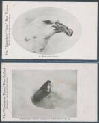 Antarctica - NEW ZEALAND: 1904 Canterbury Times Series Two (text on address side printed in green) "A Typical Antarctic Tabular Iceberg with Caves", "A White Giant Petrel", "Empreror Penguin Rookery...", "Emperor Penguin with Young in Pouch" and "Weddell - 3