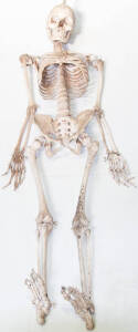 Human skeleton, approx. 140cm tall