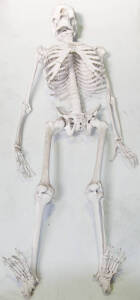 Human skeleton, approx. 165cm tall