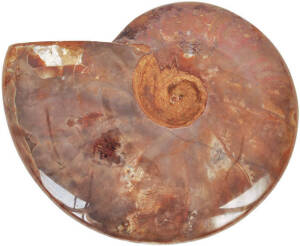 AMMONITE: Opalescent, unidentified species, Jurassic period approximately 180 million years old, found in Madagascar. With certificate of authenticity.