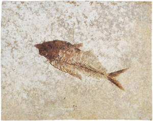 FOSSIL FISH, Diplomystus dentatus from the Eocene period approximately 50 million years old, located in Green River Wyoming USA.