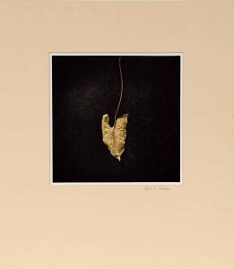 PHOTOGRAPH: Charles T. Radnay [Australian, 1956 - ] Untitled (leaf) 19 x 19cm; signed in pencil on the mount.; circa 1985.