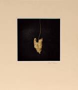 PHOTOGRAPH: Charles T. Radnay [Australian, 1956 - ] Untitled (leaf) 19 x 19cm; signed in pencil on the mount.; circa 1985.