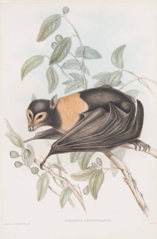 A J. GOULD: Pteropus Conspicillatus, coloured print, 76 x 57cm  