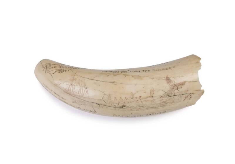 A scrimshaw whale's tooth with whaling scene, festooned with unusual insults engraved "Albany WA Jan Lany 1923"