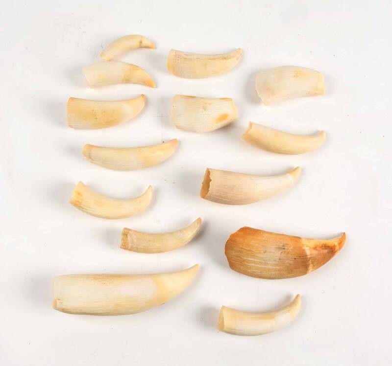 A collection of 14 whale's teeth, two with tips cut 