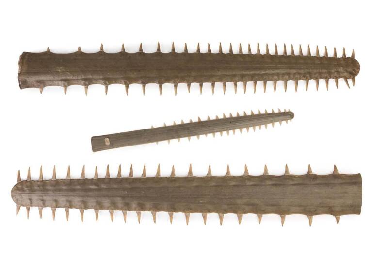 Three sawfish bills, early to mid 20th century