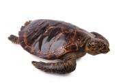 A taxidermy Sea Turtle, 19th century