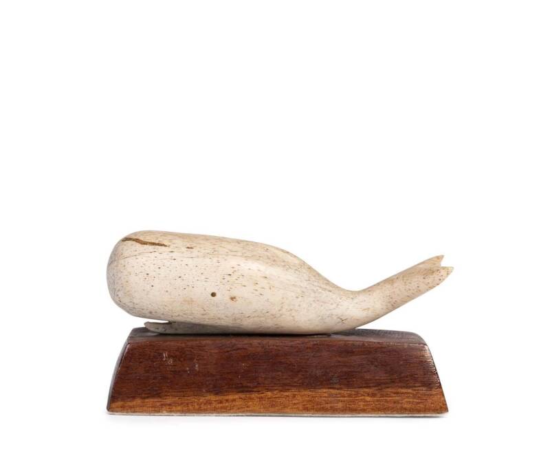 A carved whalebone model of a white sperm whale on jarrah plinth, possibly a model of the famed Judas Whale from Albany West Australian who's white colour helped local whalers track down pods of the harder to spot dark skinned whales